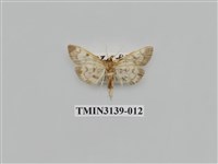 藏品(螟蛾277)的圖片